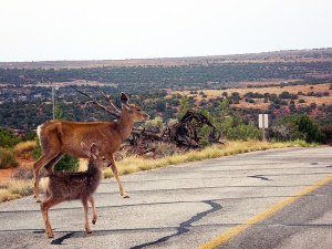 Hay que tener cuidado con los animales que cruzan la carretera.