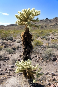 Cactus típico de la zona.